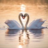Paint by Numbers - Hidden Tenderness in the Evening Light, swan love creating heart shape in golden glow on calm water.