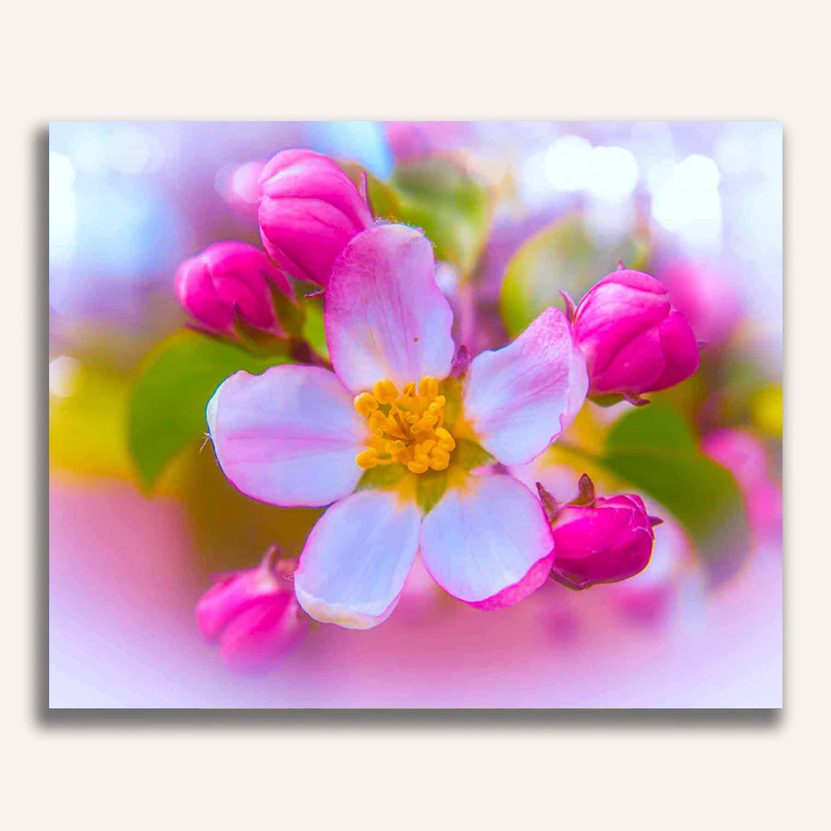 Paint by Numbers - Cherry blossom and buds
