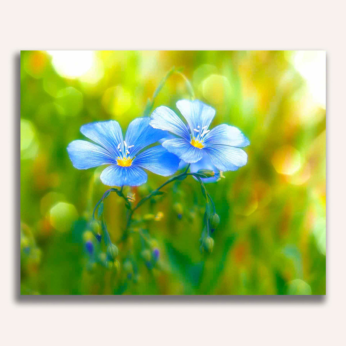 Paint by Numbers - Pair of flowers on meadow