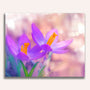Paint by Numbers - Purple crocus