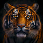 Diamond Painting - Tiger frontaler Blick - gedruckt in Ultra-HD - Neu eingetroffen, Quadratisch, Tiere, Tiger