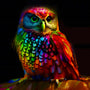 AB Diamond Painting - Eule Frontal bei Nacht - gedruckt in Ultra-HD - AB Diamond, Eule, Neu eingetroffen, Quadratisch, Tiere