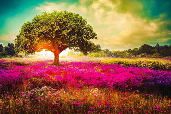 Malen nach Zahlen - Beleuchteter Sonnenbaum - hochwertige Leinwand - Baum, Horizontal, Landschaft, Sonnenuntergang