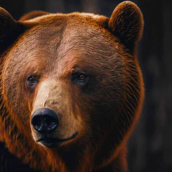 Malen nach Zahlen - Braunbär Portrait - hochwertige Leinwand - Bär, Horizontal, Tiere