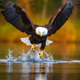 Bald eagle swooping down over water with autumn forest background.