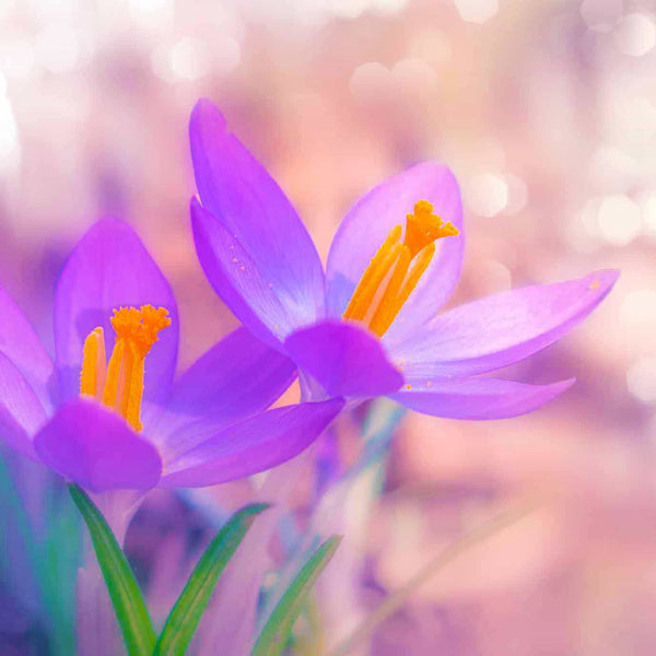 Malen nach Zahlen - Violetter Krokus - hochwertige Leinwand - Blumen, Horizontal, Krokus