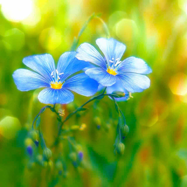 Malen nach Zahlen - Blümchenpaar auf Wiese - hochwertige Leinwand - Blumen, Horizontal