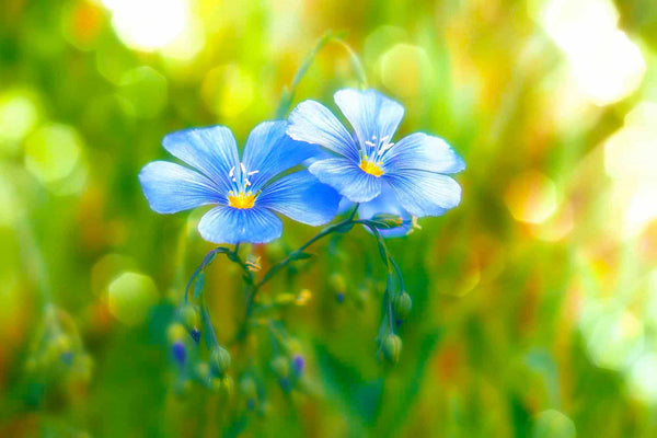 Malen nach Zahlen - Blümchenpaar auf Wiese - hochwertige Leinwand - Blumen, Horizontal