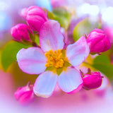 Malen nach Zahlen - Kirschblüte und Knospen - hochwertige Leinwand - Blumen, Horizontal