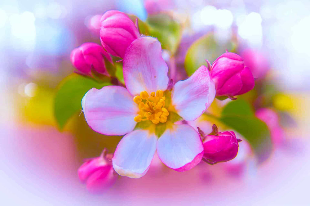 Malen nach Zahlen - Kirschblüte und Knospen - hochwertige Leinwand - Blumen, Horizontal