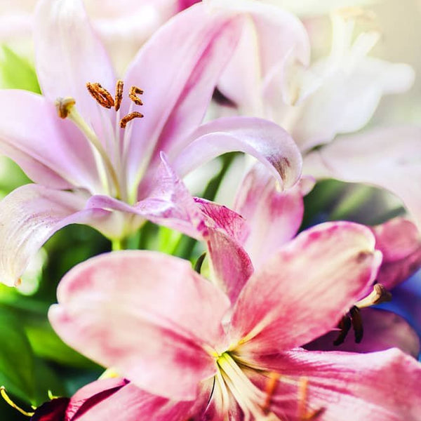 Lilien, Sonnenschein - Malen nach Zahlen - hochwertige Leinwand - 3fuer2, alfonso, Bestseller, Blumen, Einfach, exclude, Lilien, modern, vertikal, woo_import_1, zusatz