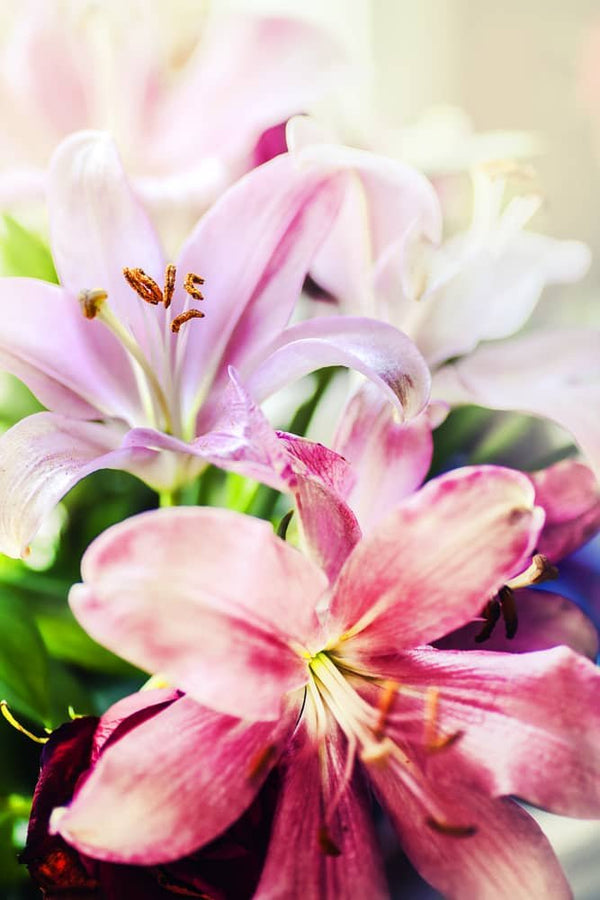 Lilien, Sonnenschein - Malen nach Zahlen - hochwertige Leinwand - 3fuer2, alfonso, Bestseller, Blumen, Einfach, exclude, Lilien, modern, vertikal, woo_import_1, zusatz