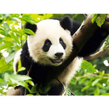 Malen nach Zahlen - Panda im Baum - hochwertige Leinwand - neue_bilder, panda, tiere