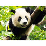 Malen nach Zahlen - Panda im Baum - hochwertige Leinwand - neue_bilder, panda, tiere