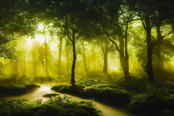 Malen nach Zahlen - Fluss im Grünen Wald - hochwertige Leinwand - Fluss, Horizontal, Landschaft